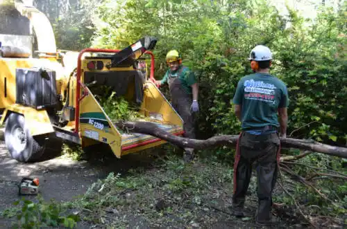 tree services Orangetree